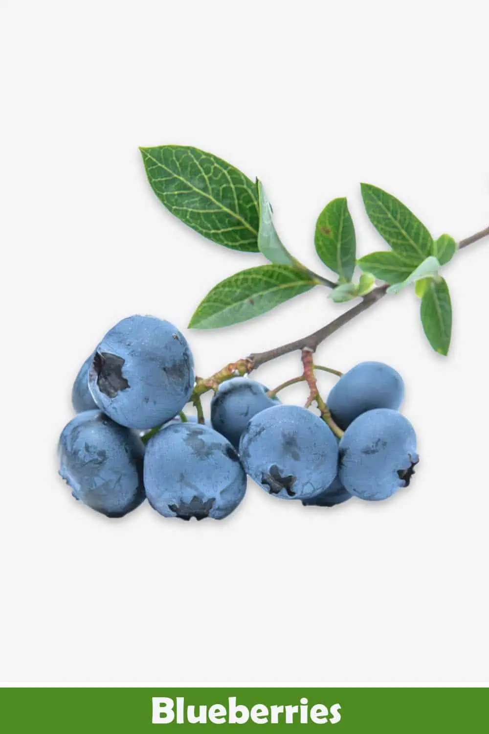 BLUEBERRIES
