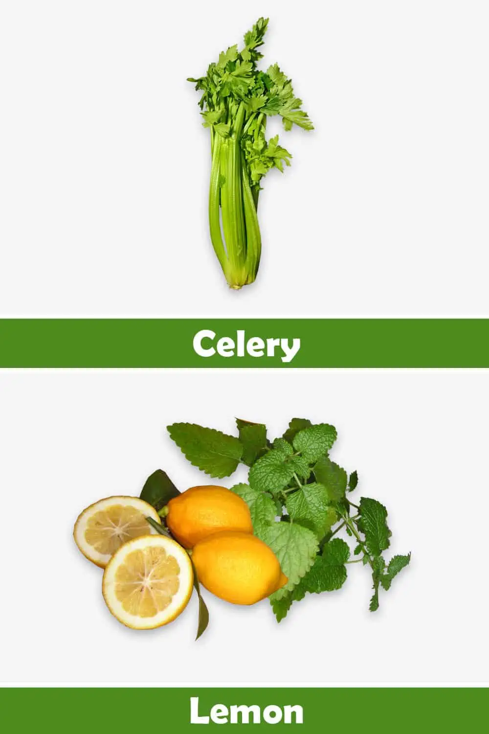CELERY AND LEMON