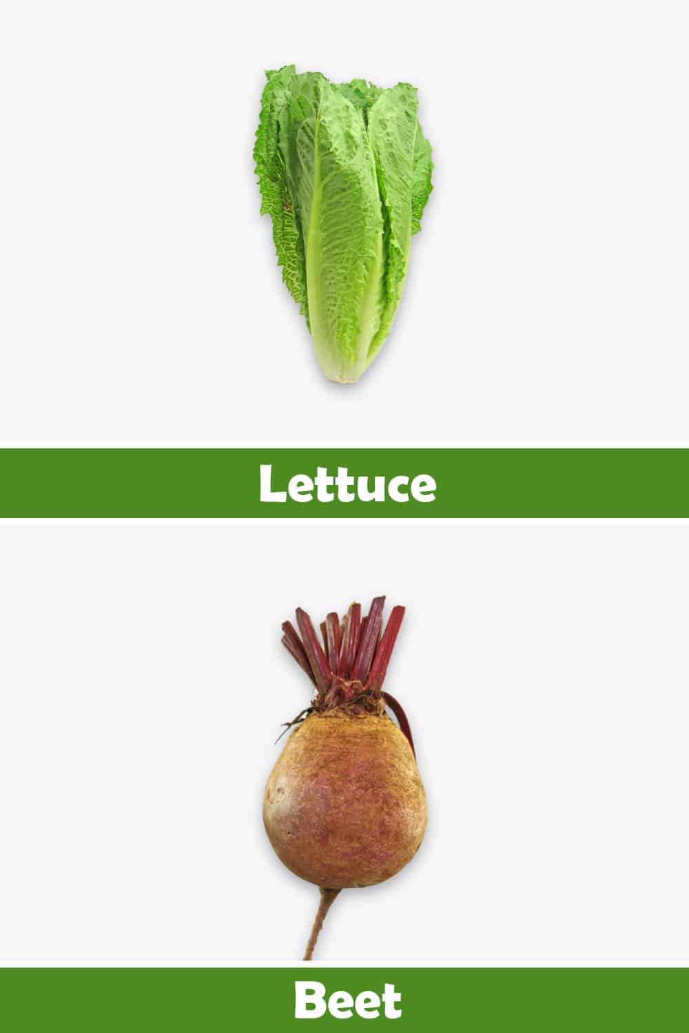 LETTUCE AND BEET
