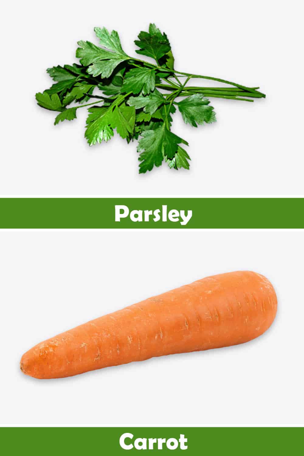 PARSLEY AND CARROT