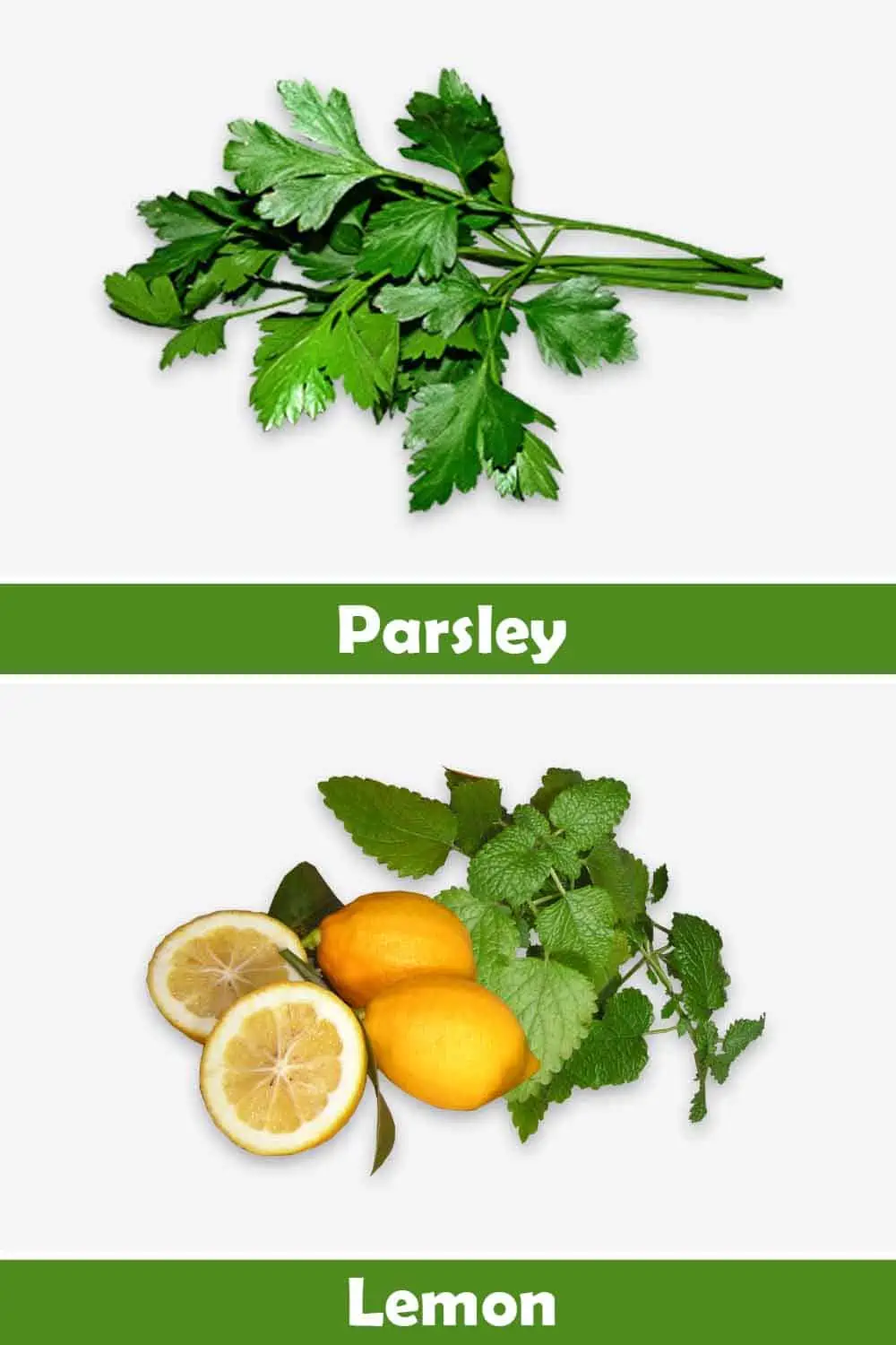 PARSLEY AND LEMON