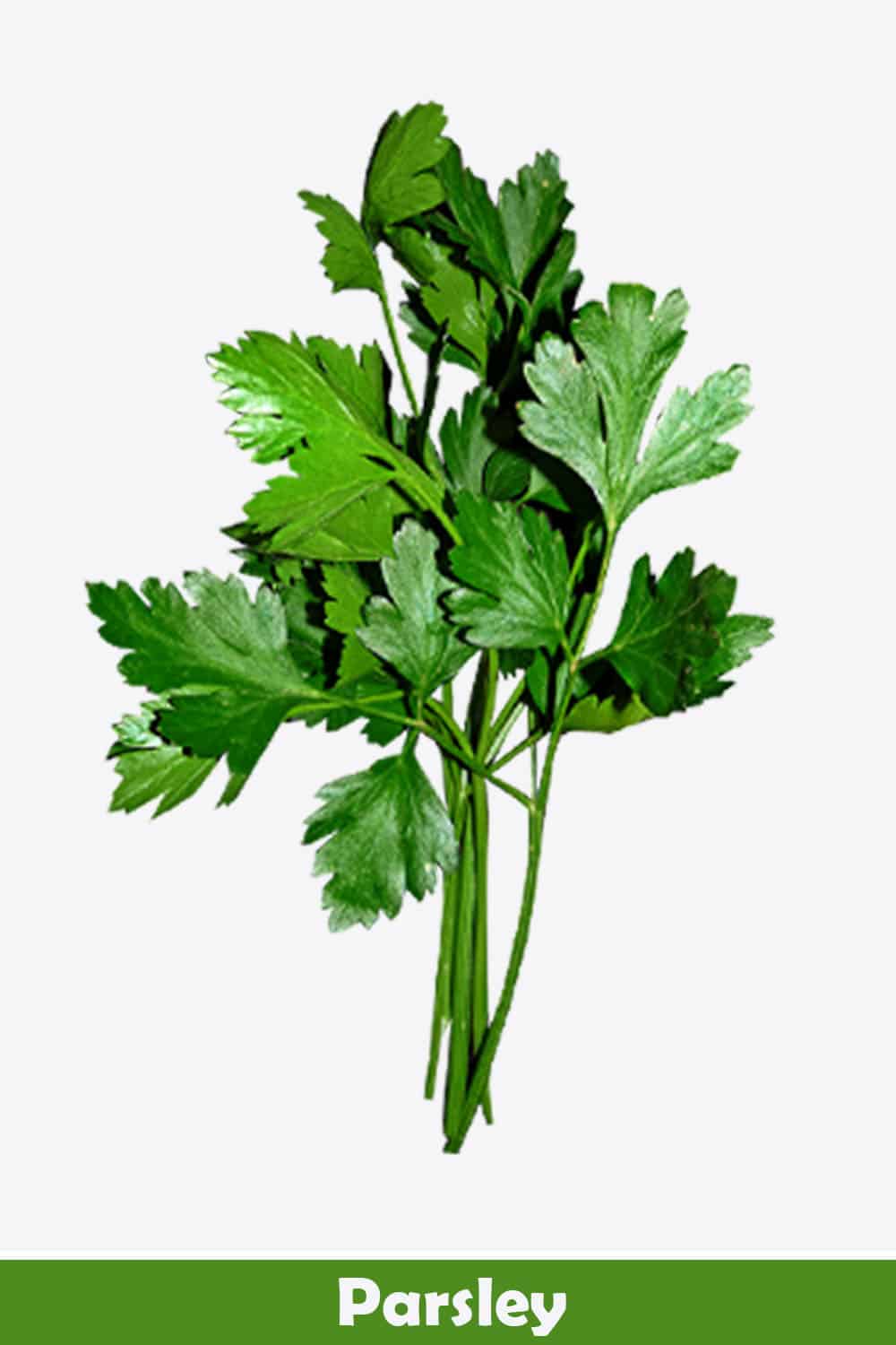 PARSLEY