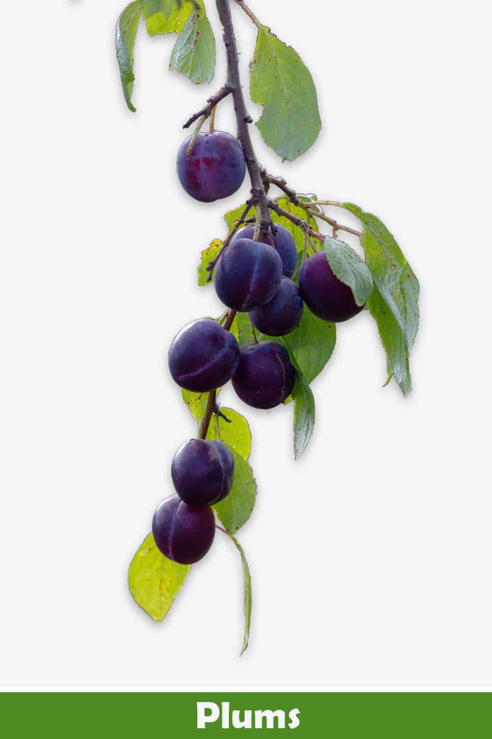 PLUMS