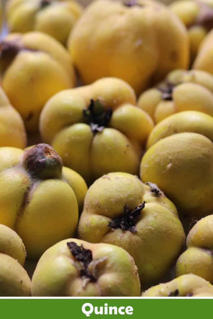 Quince Juice Recipe, Properties and Benefits