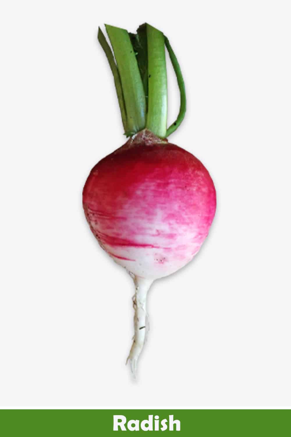 RADISH