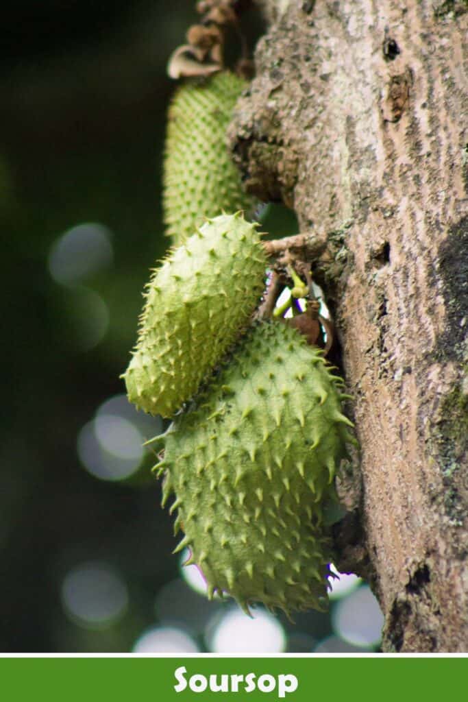 Soursop Juice Recipe, Benefits and More