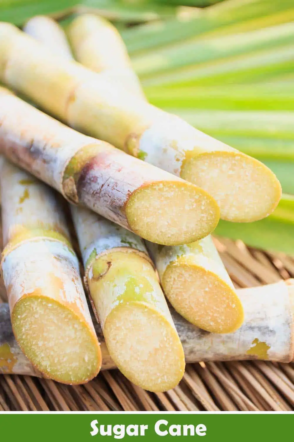SUGAR CANE